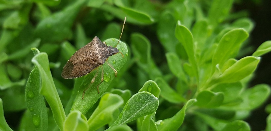 stinkbug another destructive garden insects