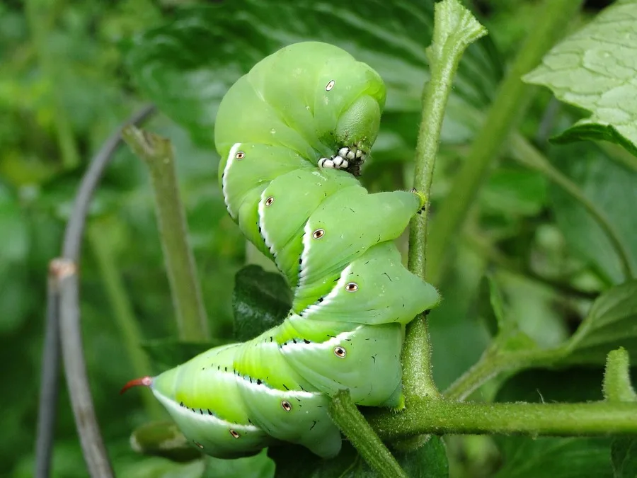 tomato hornworm a Destructive Garden Insects