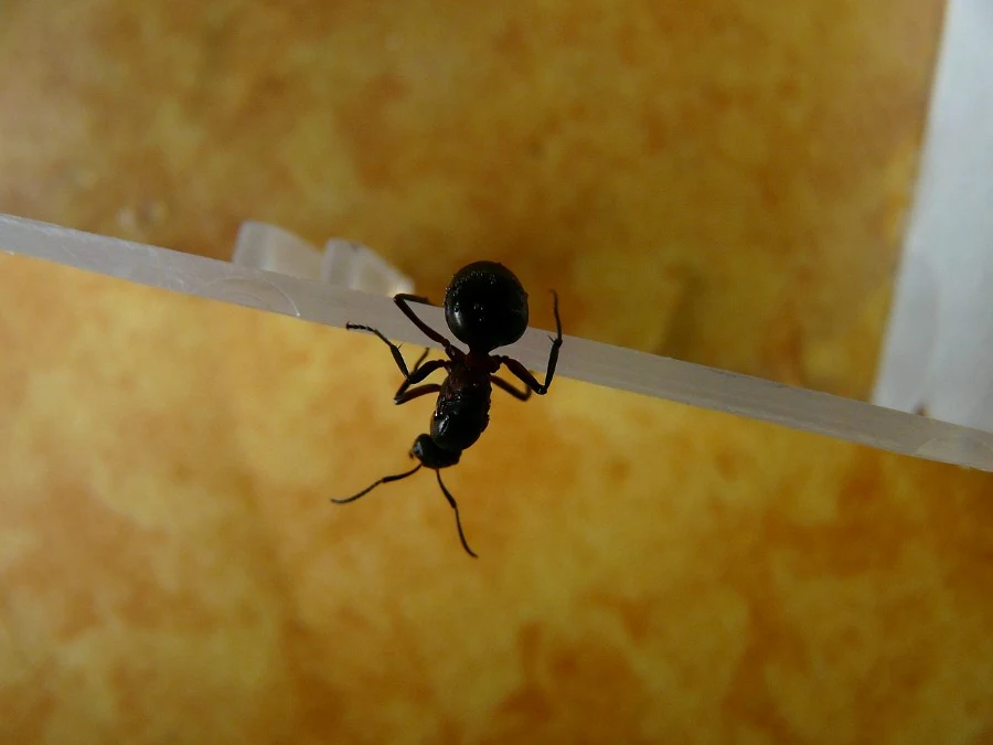 ant on counter