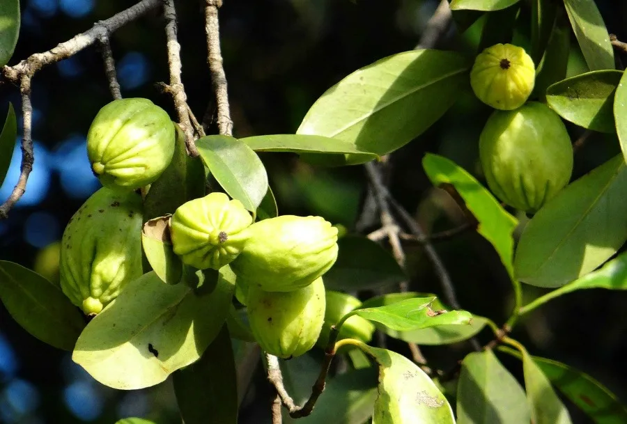 all you've ever wanted to know about Garcinia Cambogia