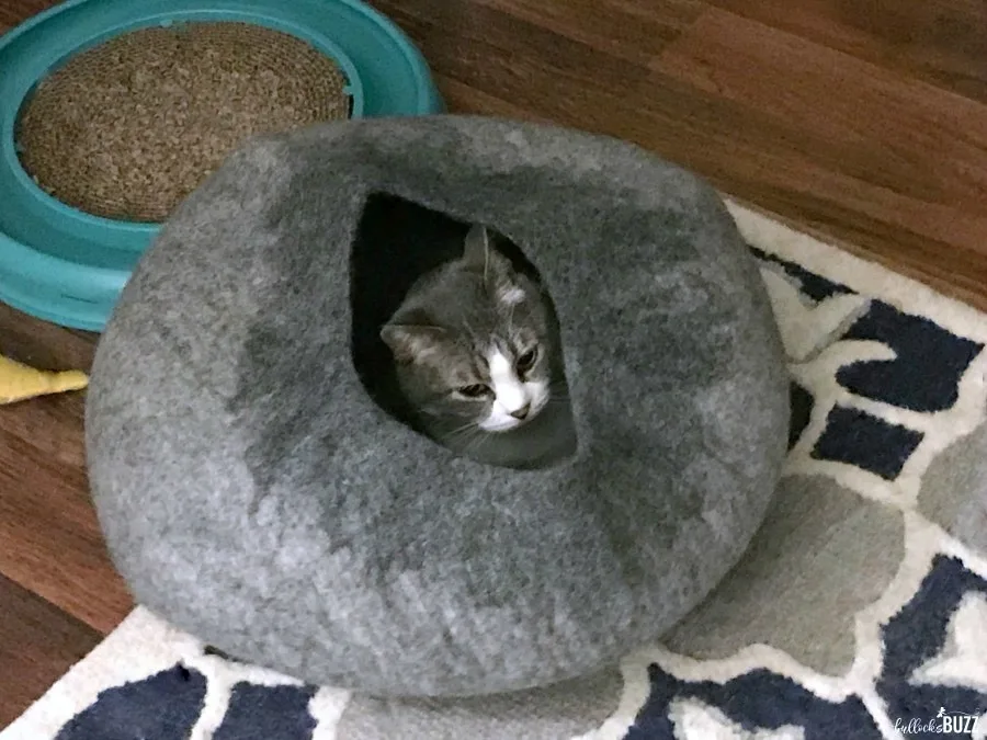 cat laying inside cat cave