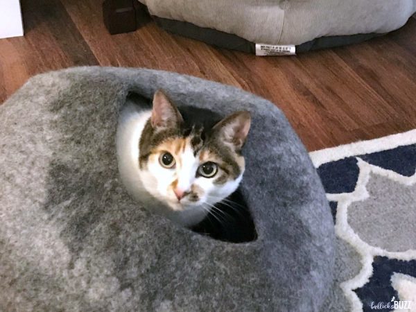 Cat Cave Review - The Cat Cave Co. Hand-Felted Cat Caves - Bullock's Buzz