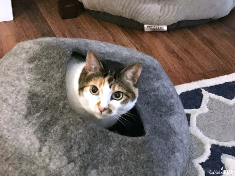 cat inside cat cave