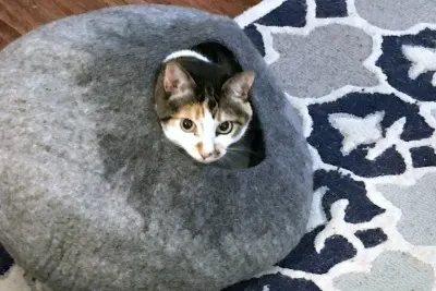 give your cats the gift of sleep with a cat cave