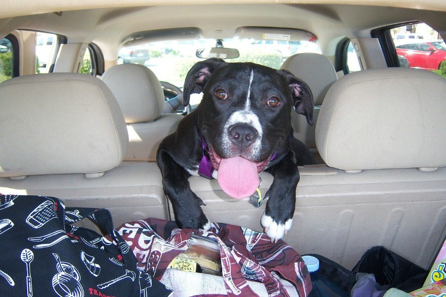 dog riding in car with dog car accessories