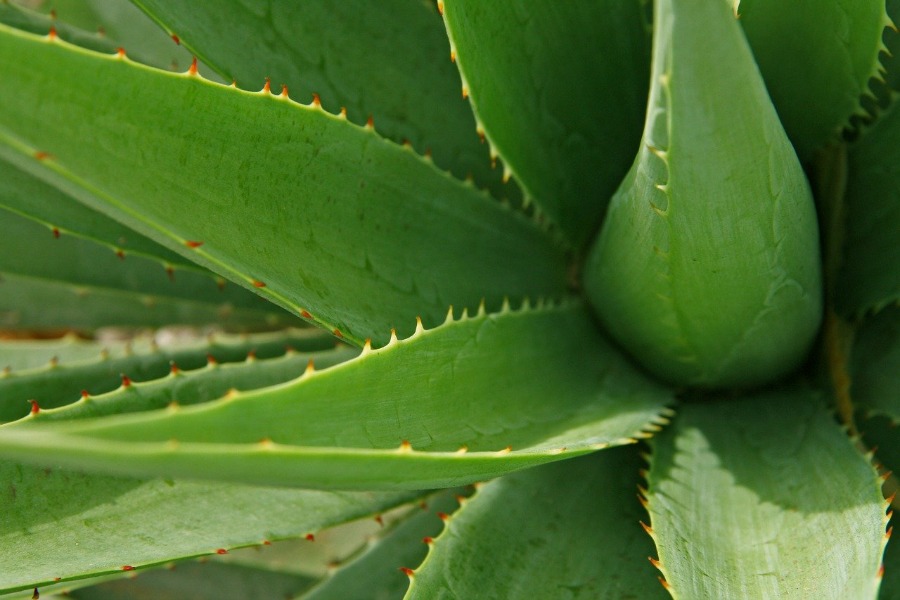 an aloe plant like this one is one of the Best Houseplants To De-Stress Your Home And Purify The Air