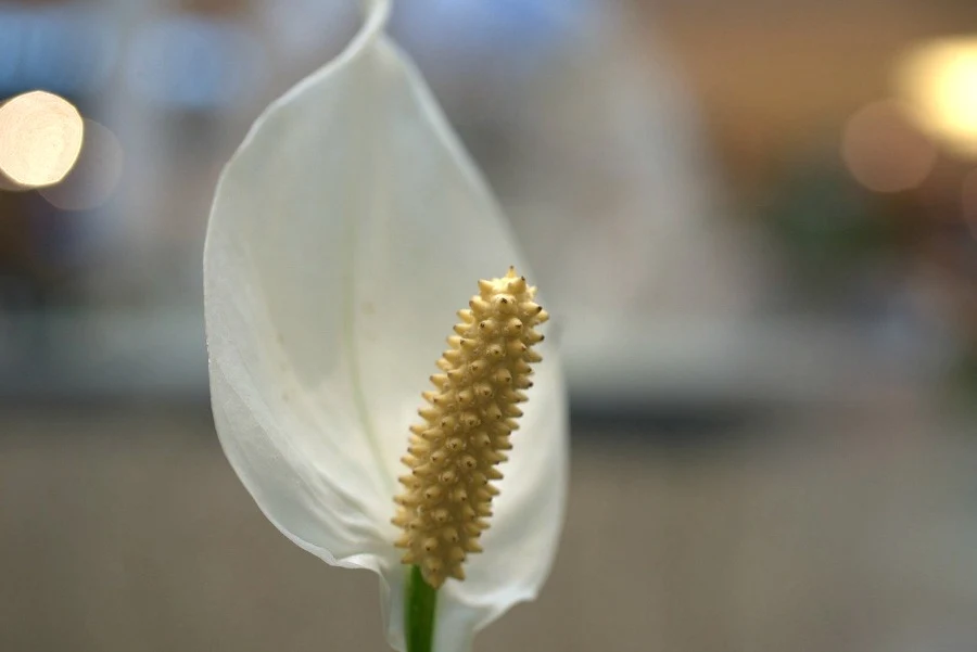 a peace lily is one of Best Houseplants To De-Stress Your Home And Purify The Air