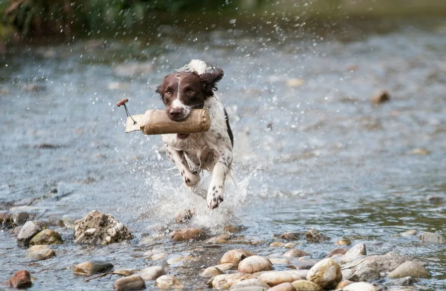 How to Live With A High-Energy Dog like this one