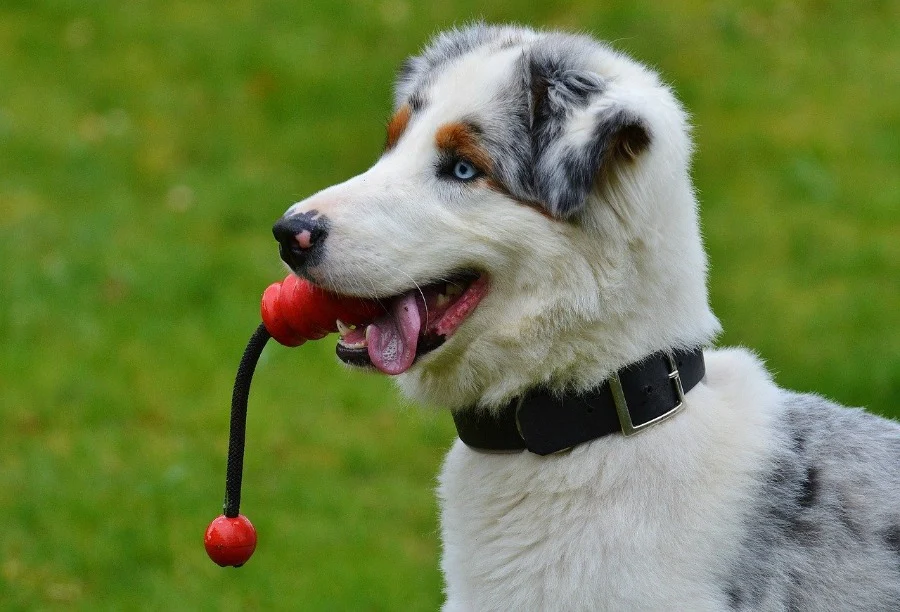 try different toys when learning to live with a high-energy dog