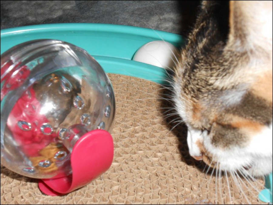 cat food ball with treats