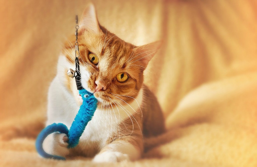 cat playing with cat wand toys