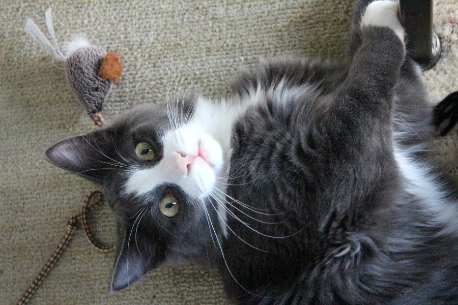 cat playing with toy