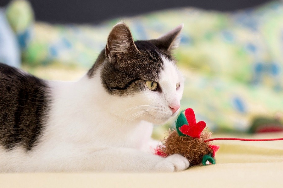 cat toys for cats