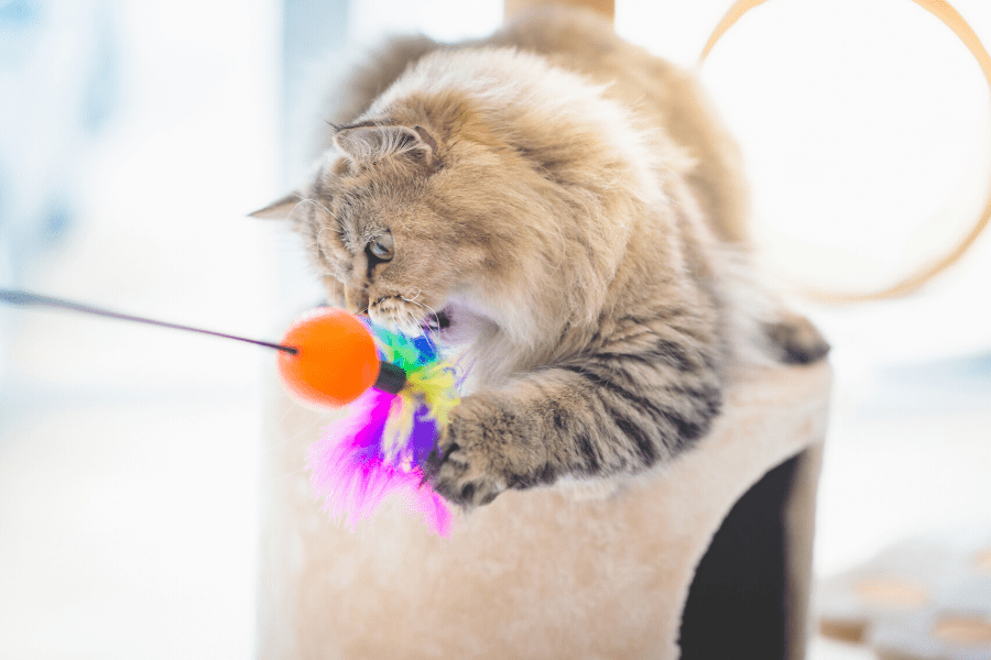 cat playing with cat toys