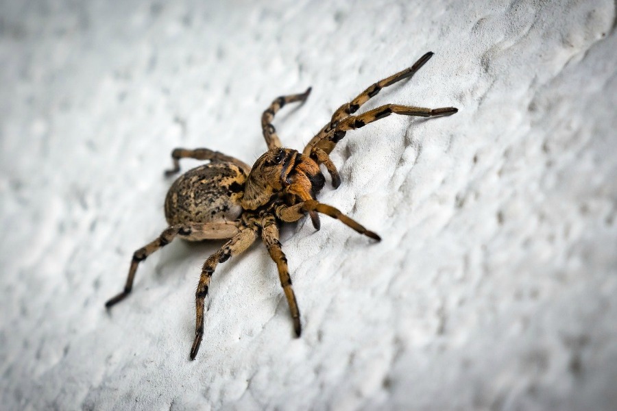 how to get rid of spiders like this one in your home