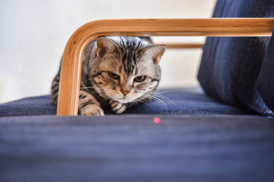 cat playing with a laser pointer