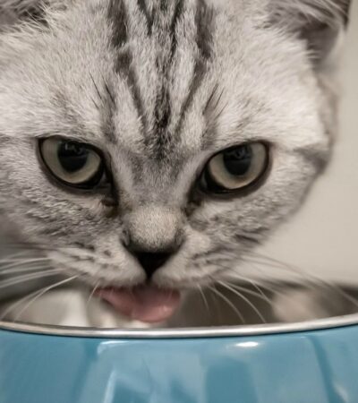 choosing the healthiest cat food