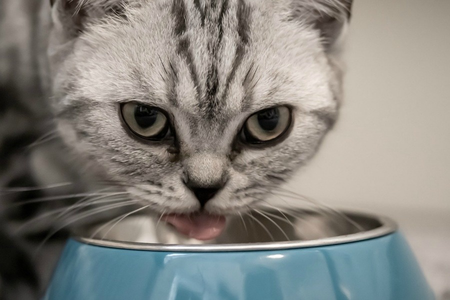 choosing the healthiest cat food