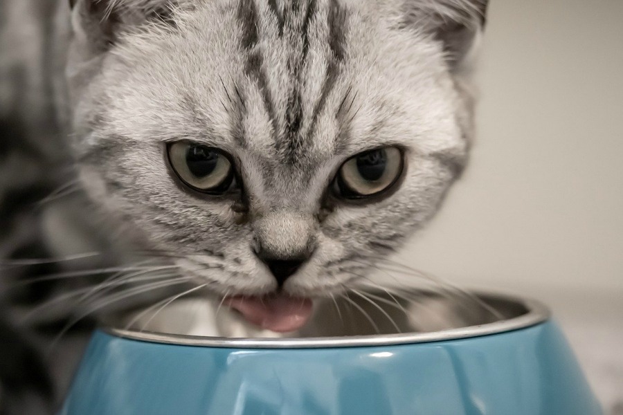 cat eating healthiest cat food from bowl