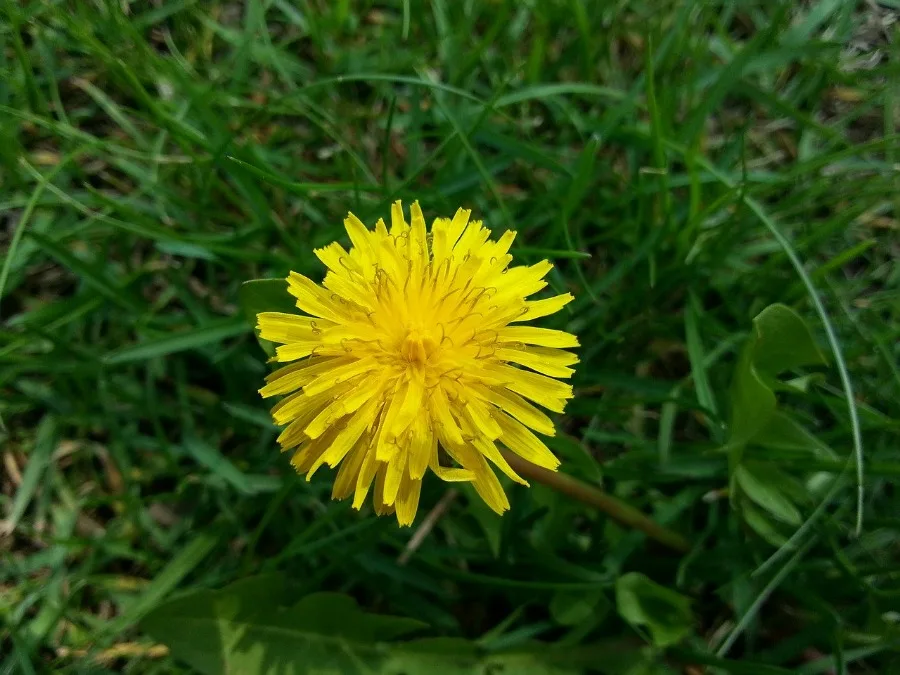 dandelion