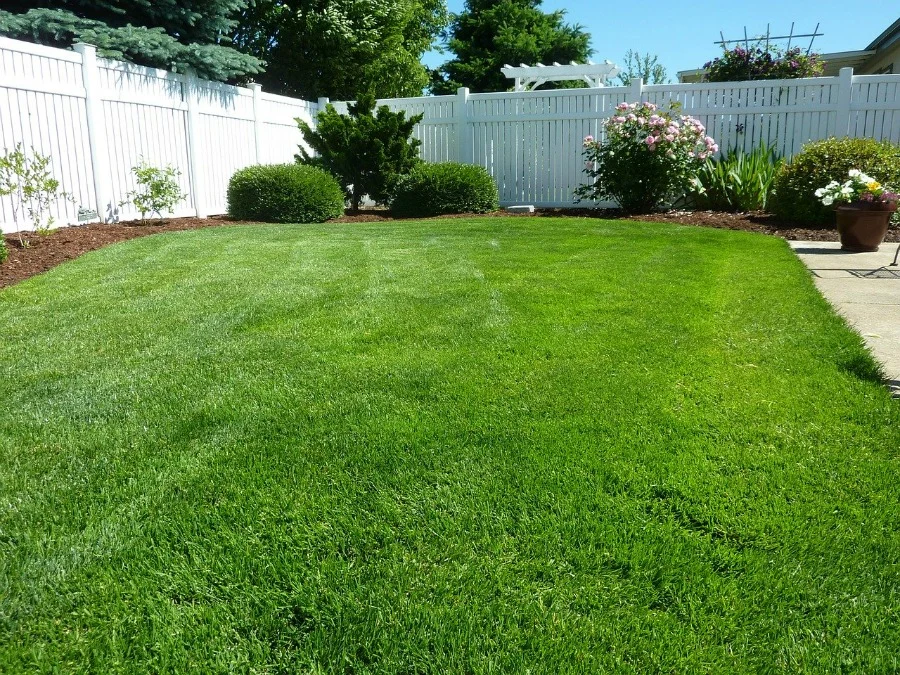 healthy lawn