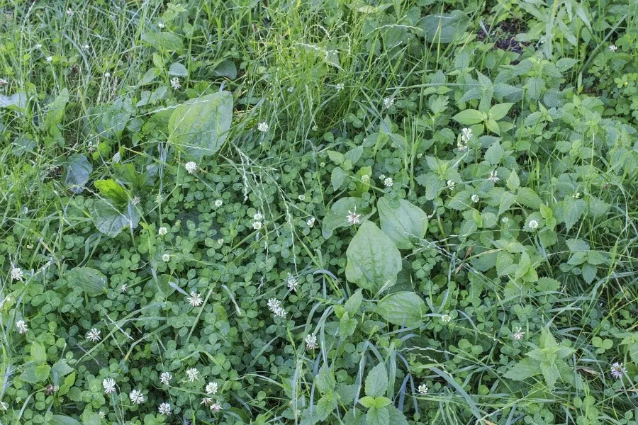 lawn full of weeds