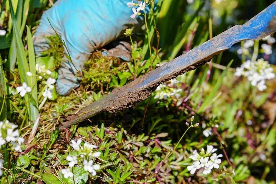 weeding as a way to get rid of a lawn full of weeds