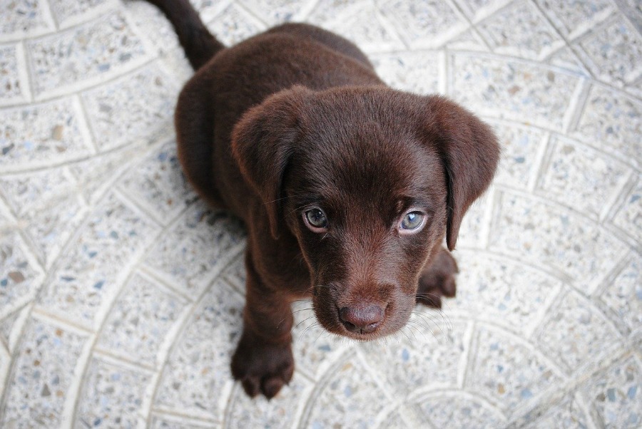 Another Christmas gift ideas for your kids is a new family pet like this adorable brown lab puppy