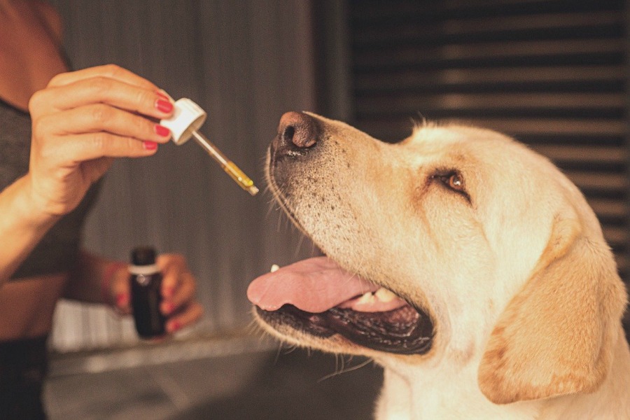 woman giving a dog a tincture form of 