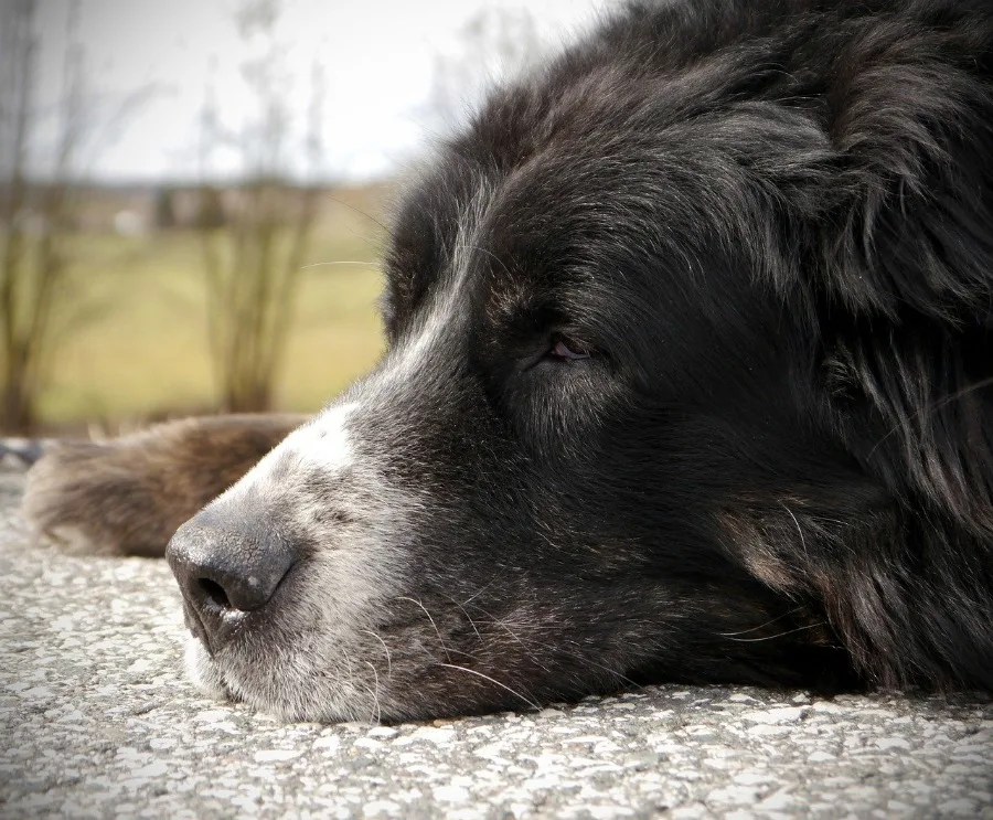 senior dog laying down