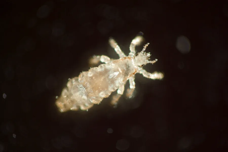 close of image of lice