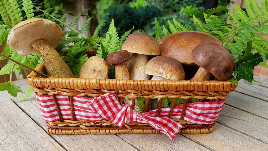 how to grow mushrooms in your backyard