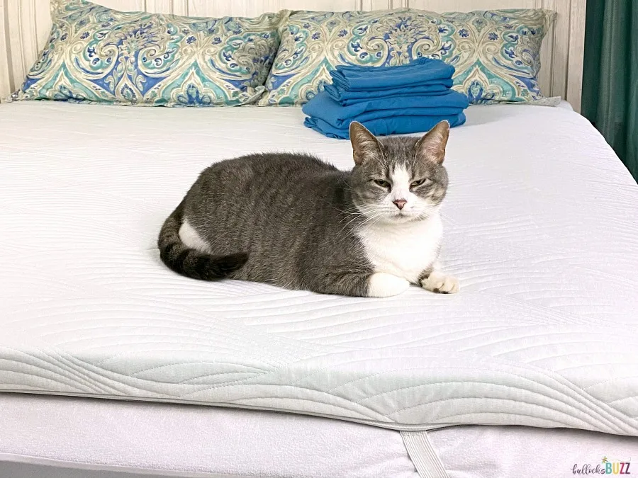 cat sitting on nest bedding cooling topper