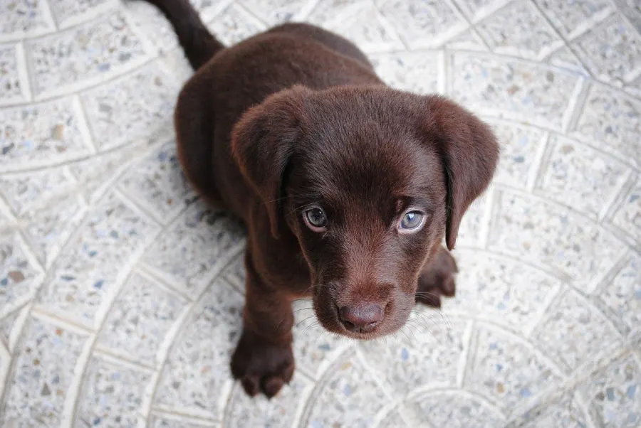 best puppy food for labs