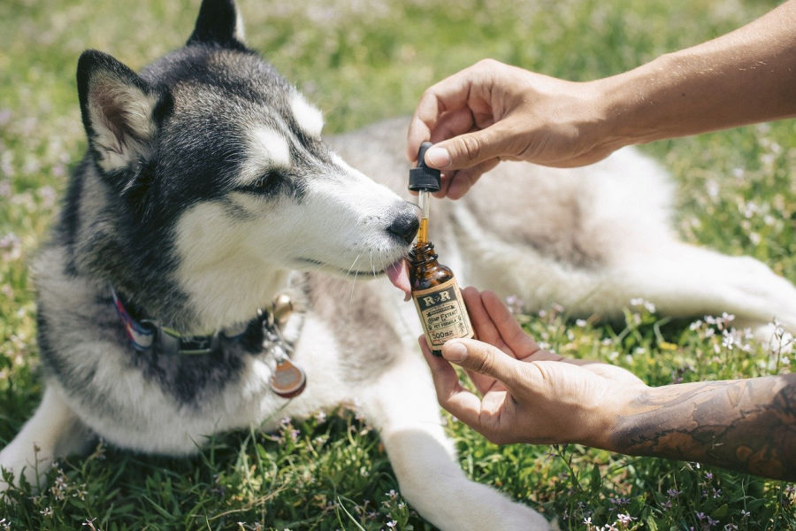 giving hemp oil for dogs to her husky