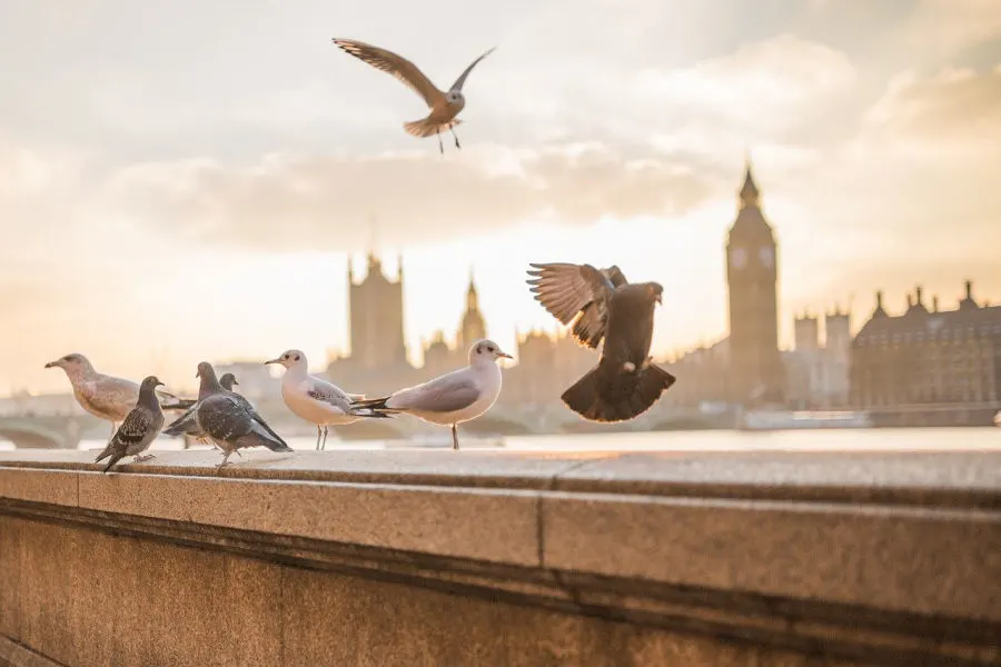 Pigeon Control Program