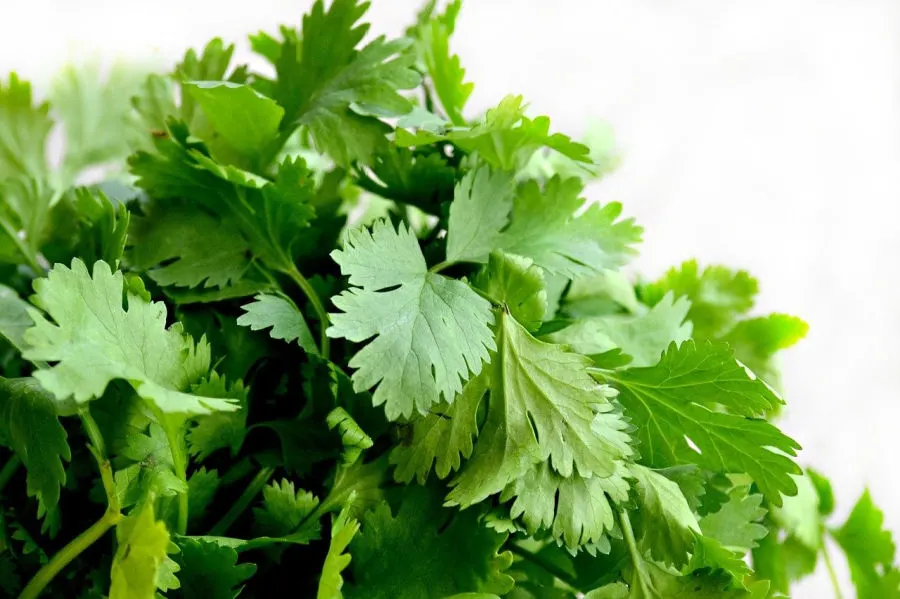 this bunch of fresh cilantro can be used to make one of the best detoxifying teas