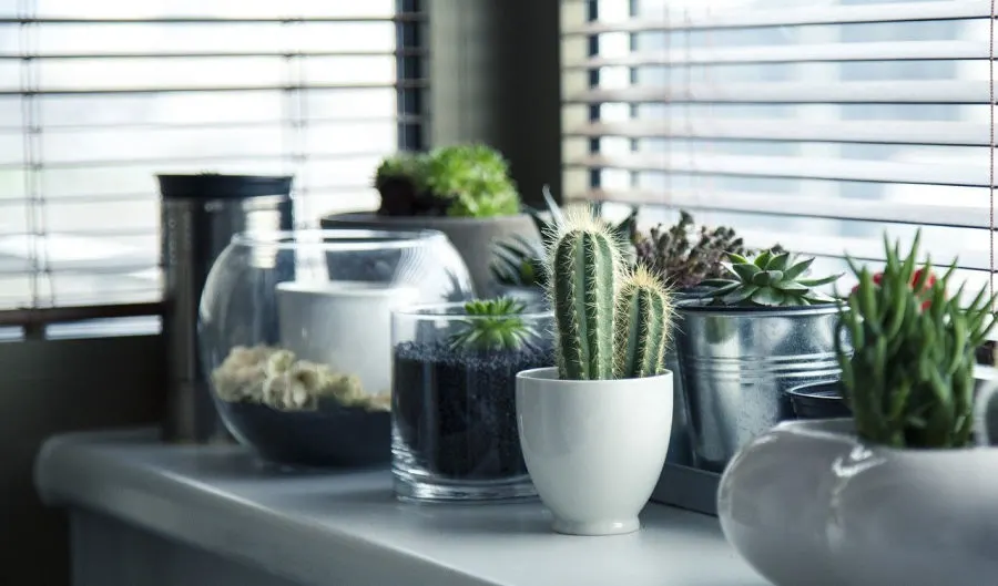 plants as DIY home decor