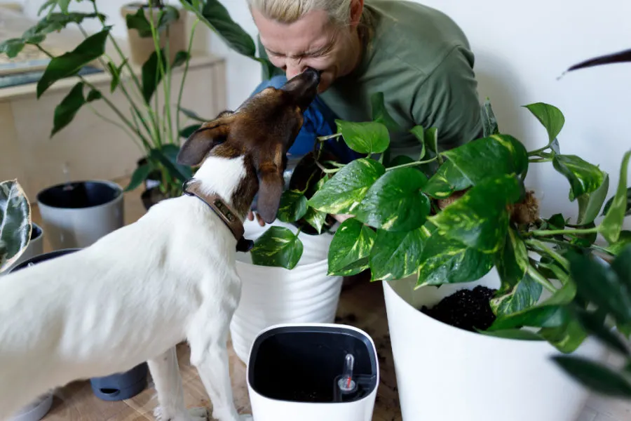 enjoy pet-friendly houseplants like the ones this dog is helping tis human plant