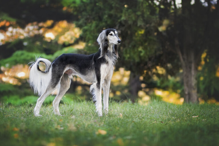 Thinking about adopting a retired greyhound? Here are some things you need to consider before you make your decision.