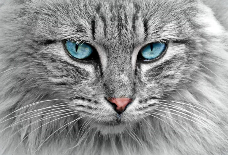 how to know when to take your cat to the vet