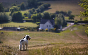 puppy in a field wearing a GPS collars for dogs
