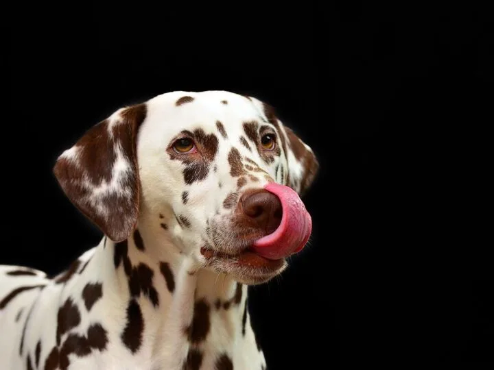 a dog that is happy and healthy licking its face