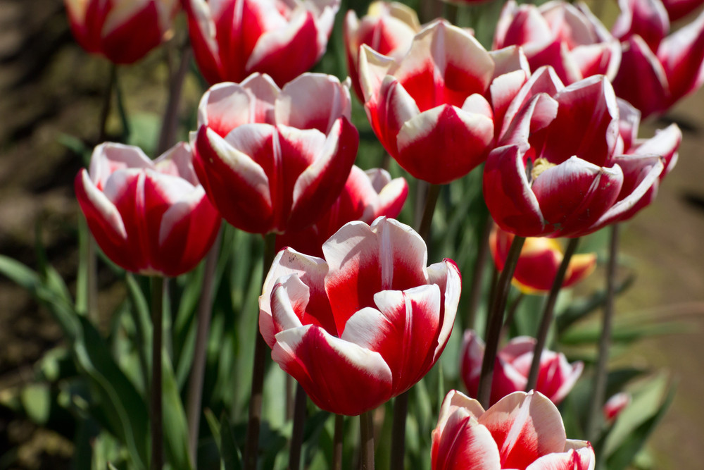 tulips to increase your home's curb appeal