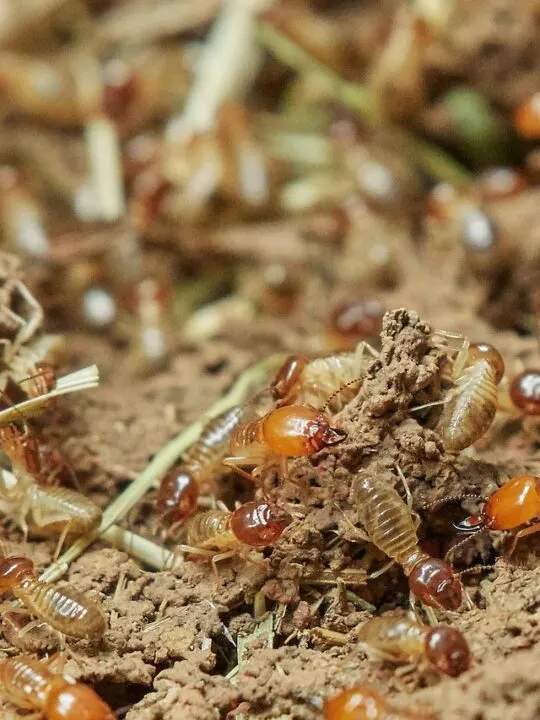 termites and pest control in Charlotte