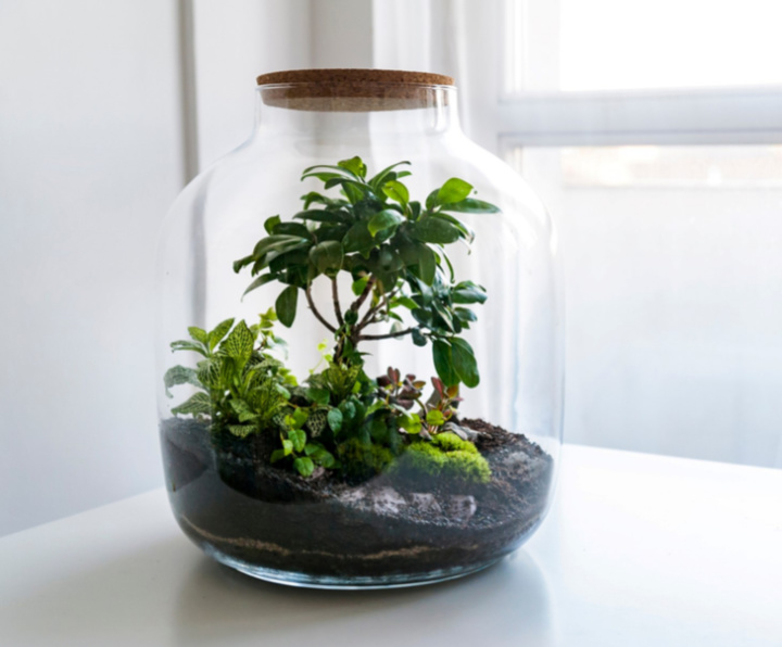 create a terrarium like this one for Winter DIY Projects