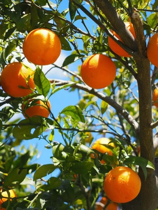 benefits of growing your own fruit like this orange tree