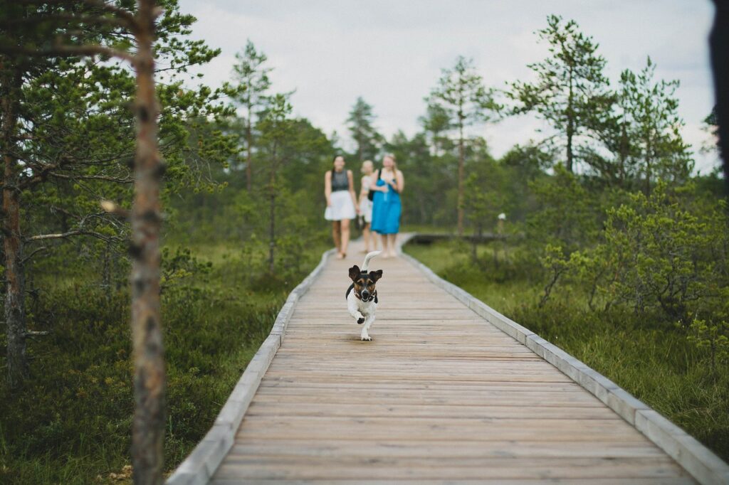 dog running down a boardwalk