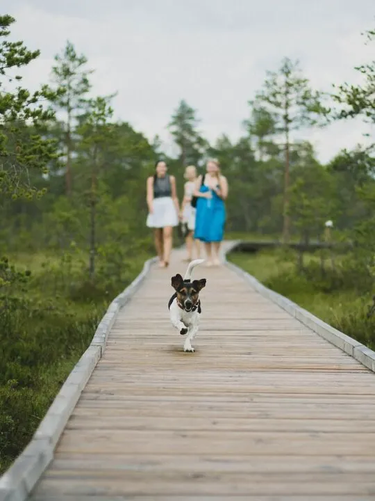 dog running down boardwalk