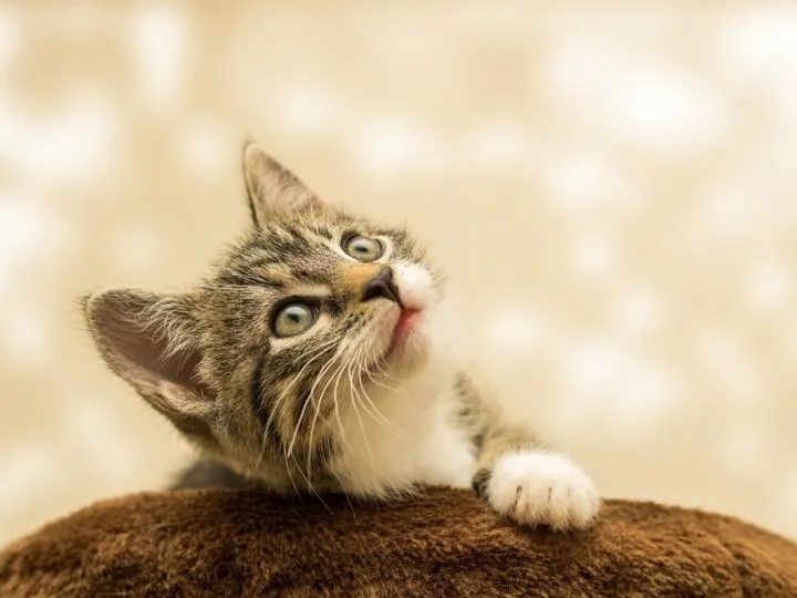 grey kitten looking upwards